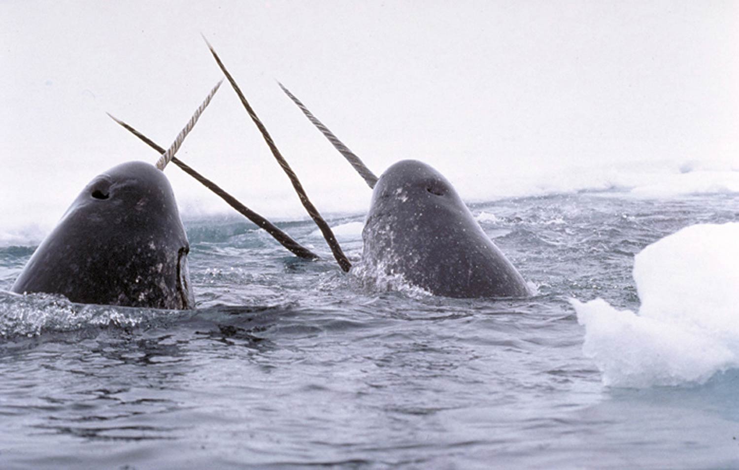 free Narwhal wallpaper wallpapers download