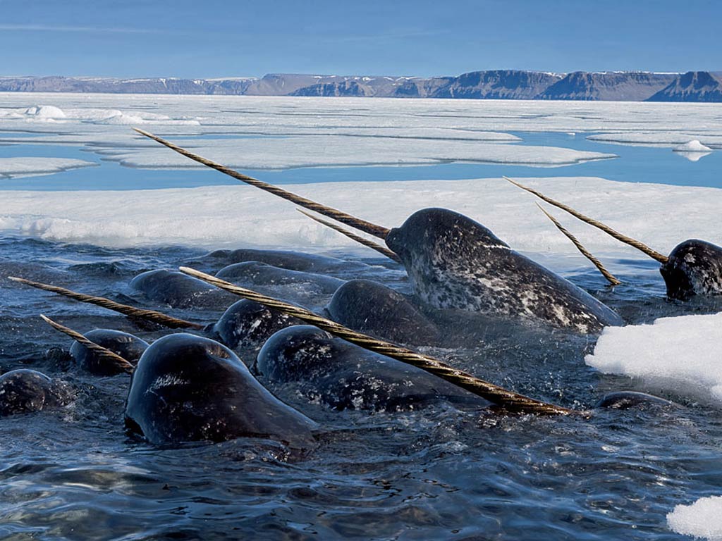free Narwhal wallpaper wallpapers and background