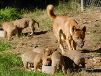 New Guinea Singing Dog with pups