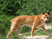New Guinea Singing Dog picture