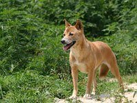 New Guinea Singing Dog photo