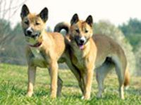 New Guinea Singing Dog image