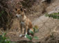 New Guinea Singing Dog wallpaper