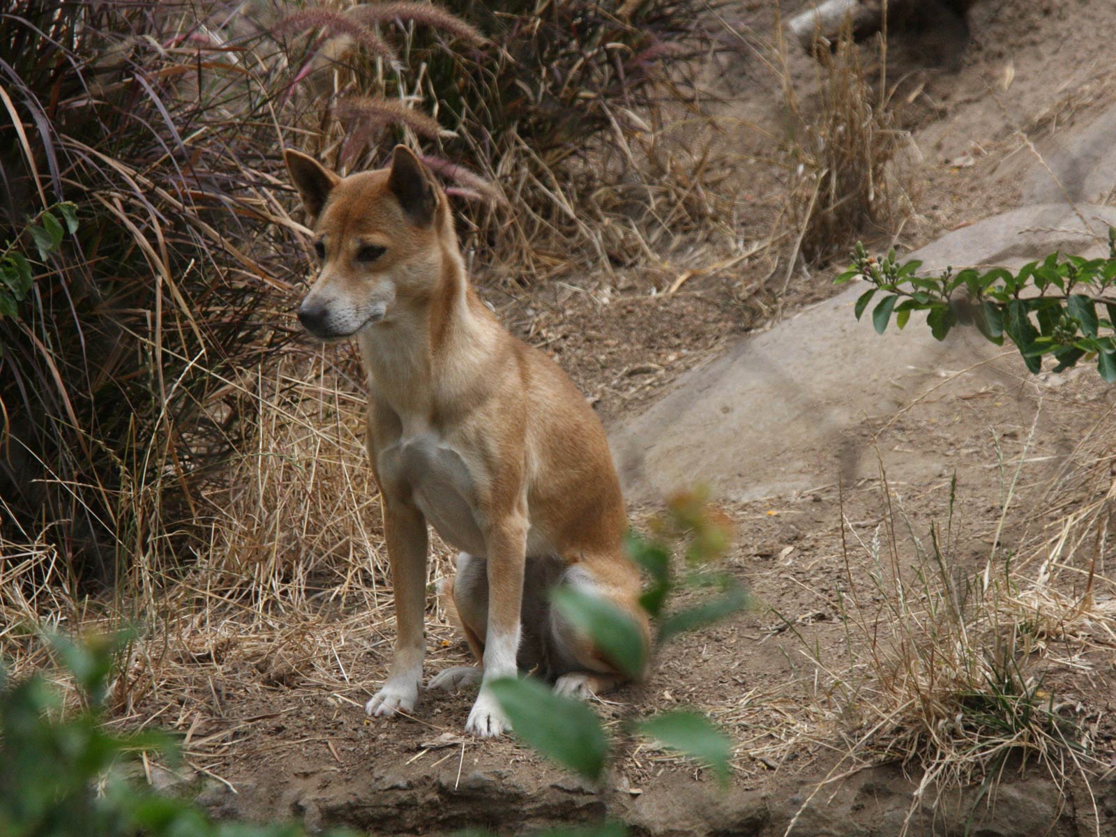 free New Guinea Singing Dog wallpaper wallpapers download