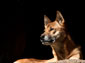 New Guinea Singing Dog wallpaper