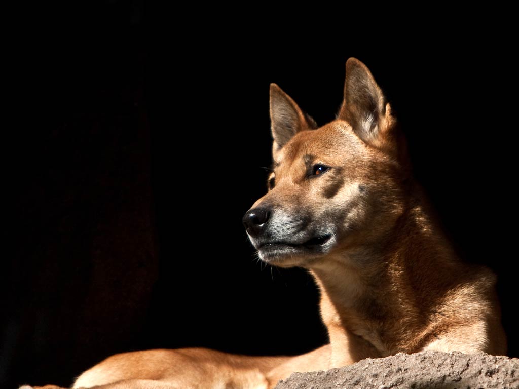 free New Guinea Singing Dog wallpaper wallpapers download