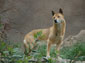 New Guinea Singing Dog wallpaper