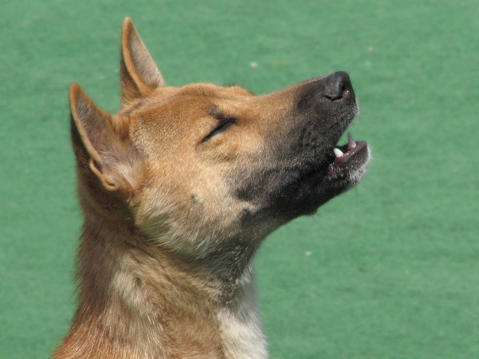 free New Guinea Singing Dog wallpaper wallpapers and background