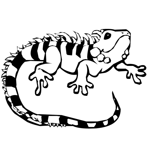 free Newt coloring page
