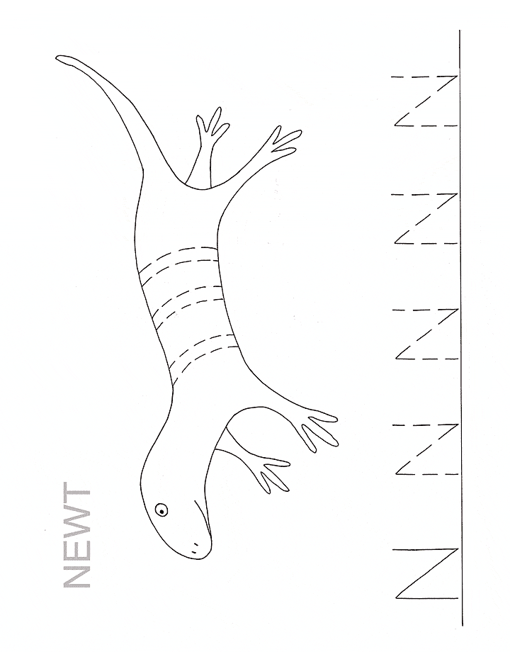 free Newt coloring page