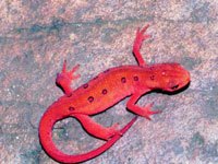 Brigth Red Newt