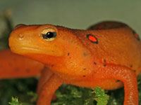 Orange Newt 