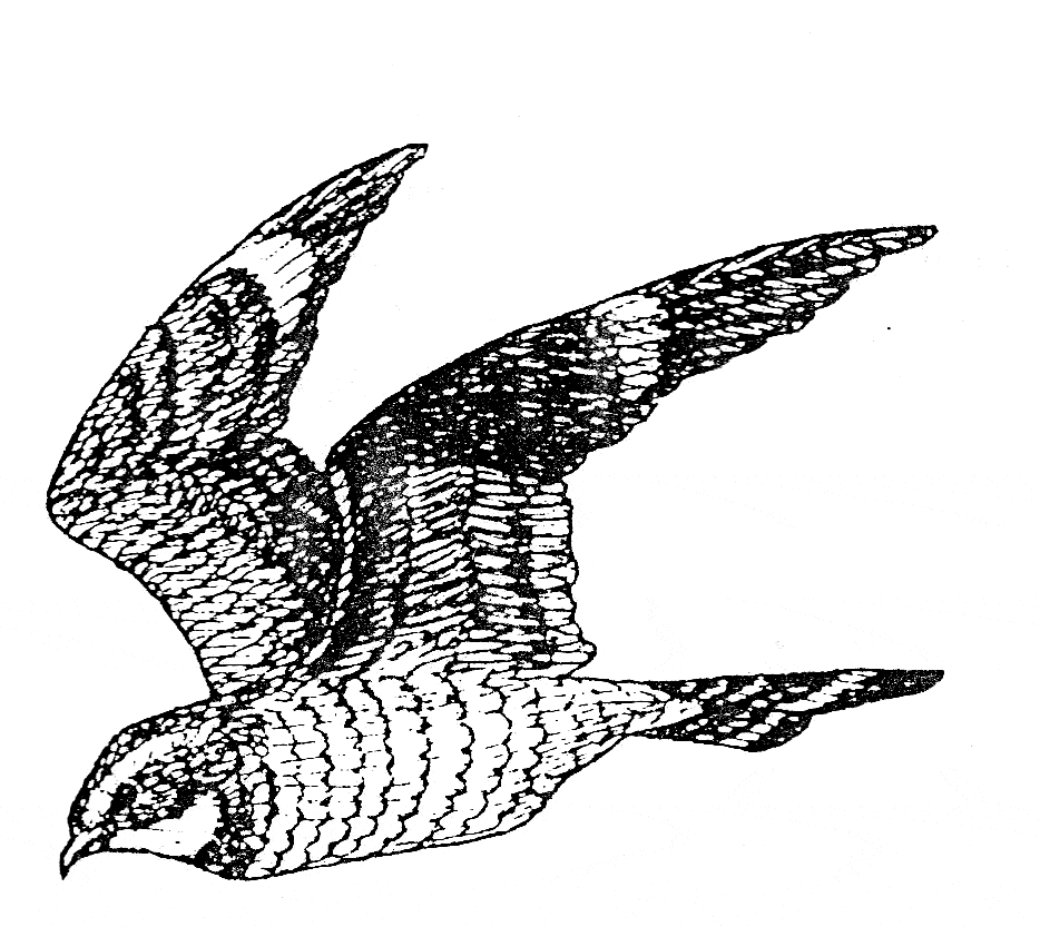 free Nighthawk coloring page