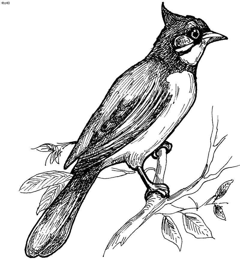 free Nightingale coloring page