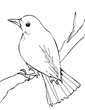 nightingale coloring page