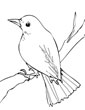 Nightingale coloring page