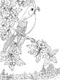 Nightingale coloring page