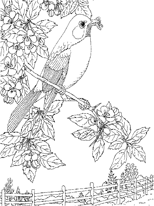 free Nightingale coloring page