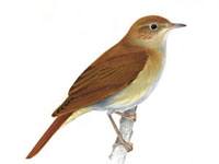 Nightingale picture