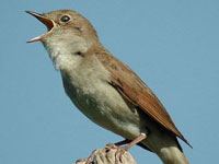 Nightingale photo