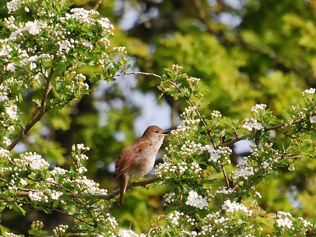 free Nightingale wallpaper wallpapers and background