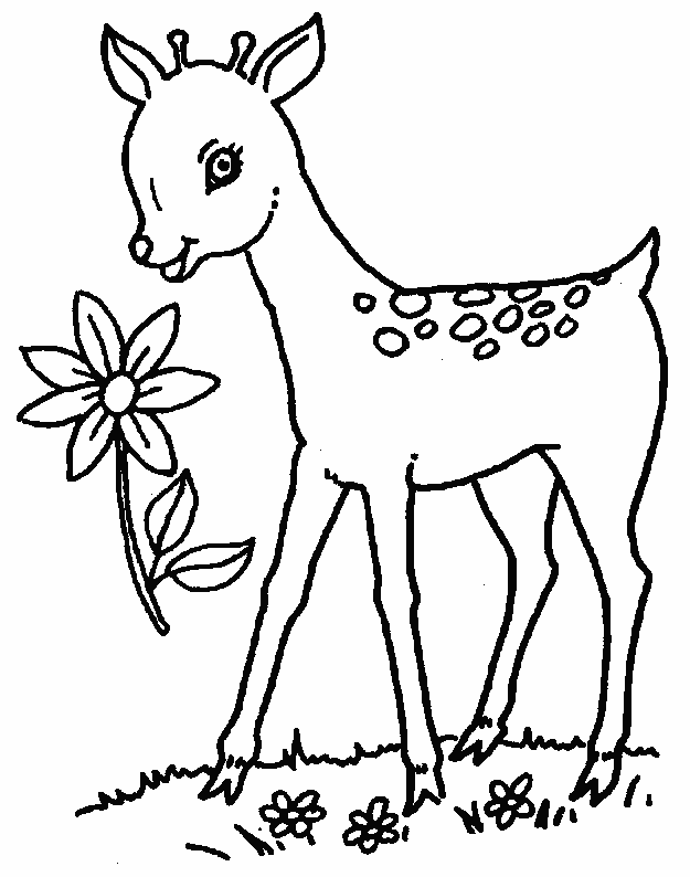 free Nilgai coloring page