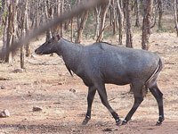 Nilgai image