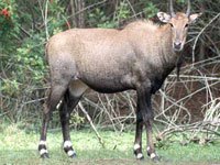 Nilgai