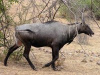 Nilgai photo