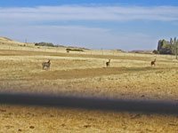 Nilgai picture