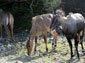 Nilgai wallpaper