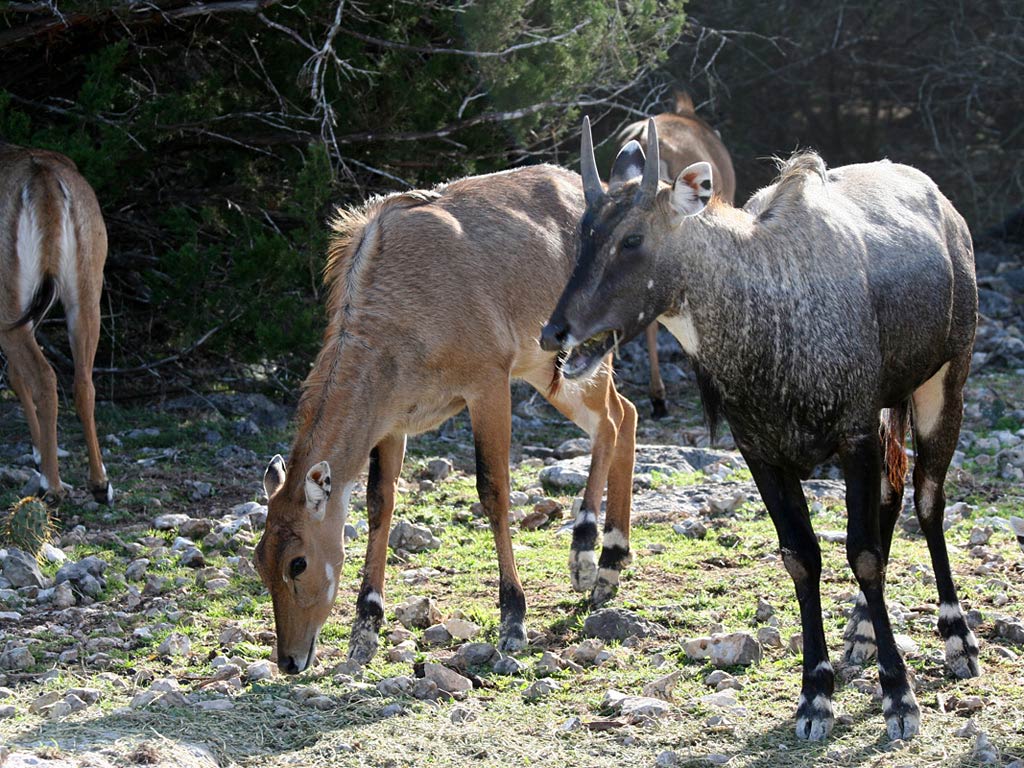 free Nilgai wallpaper wallpapers download