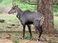 Nilgai wallpaper