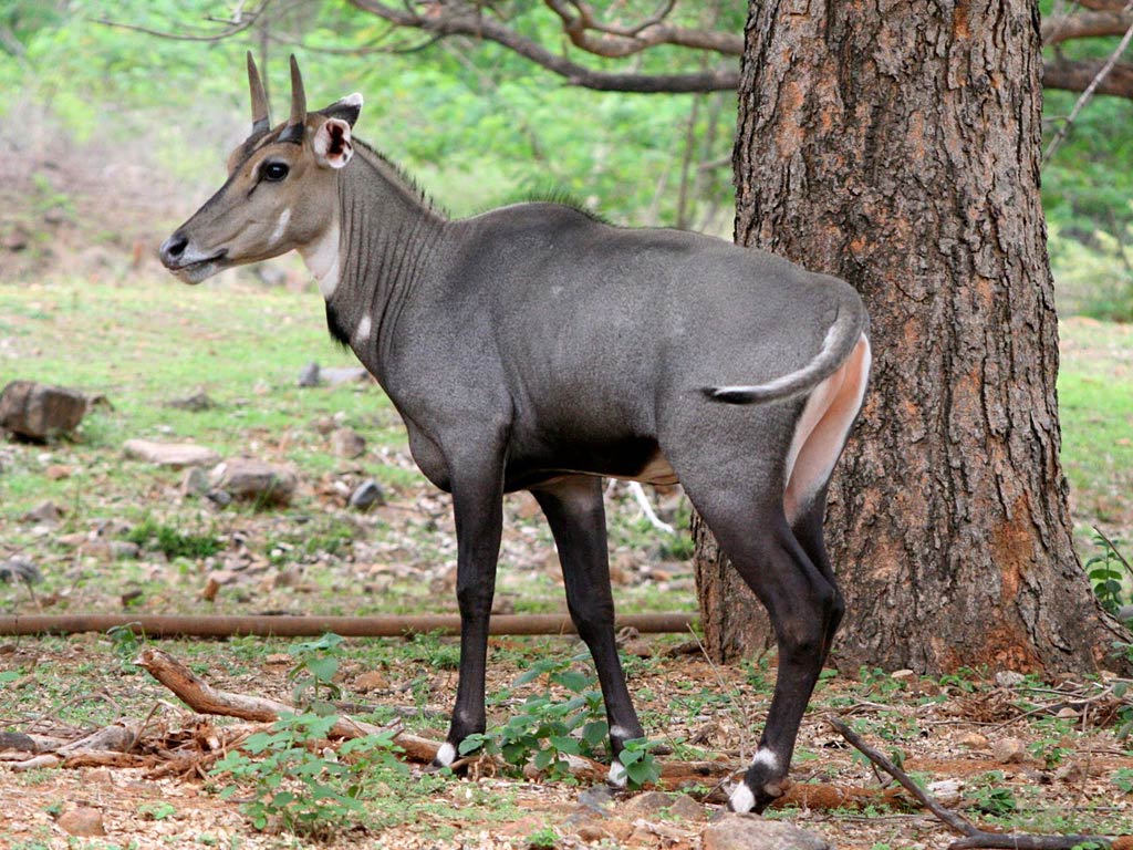 Animal backs. Антилопа нильгау. Голубая антилопа нильгау. Boselaphus tragocamelus. Нильгау животное.