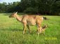 Nilgai wallpaper