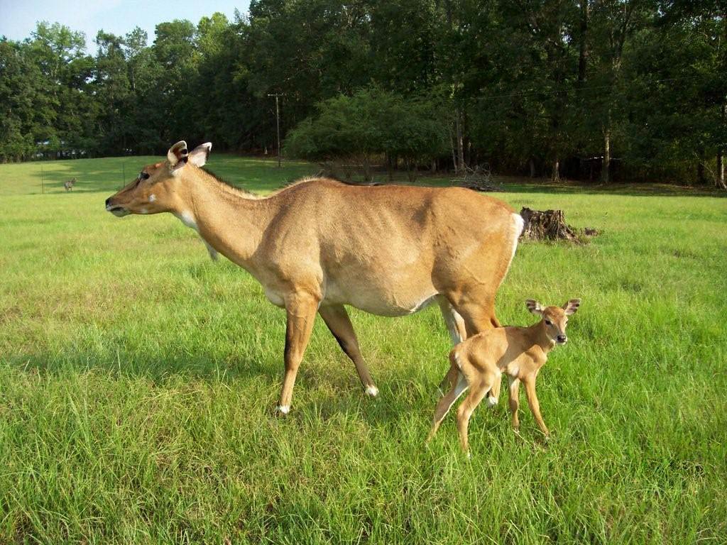 free Nilgai wallpaper wallpapers download