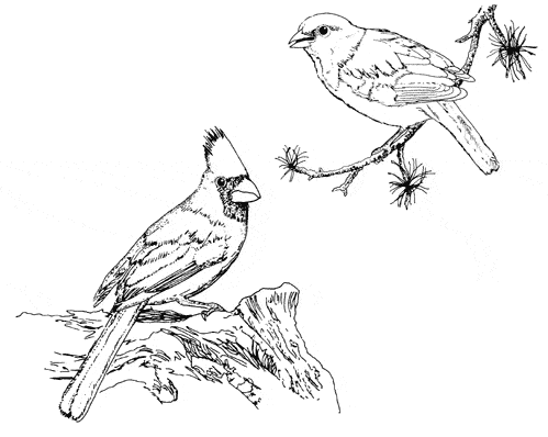 free Northern Cardinal coloring page