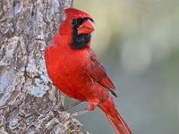 Northern Cardinal image