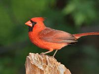 Northern Cardinal image