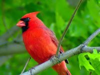 Northern Cardinal picture