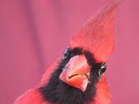 Northern Cardinal close up