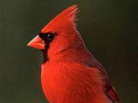 Northern Cardinal photo