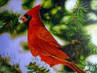 Northern Cardinal in a tree
