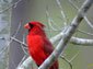 Northern Cardinal wallpaper