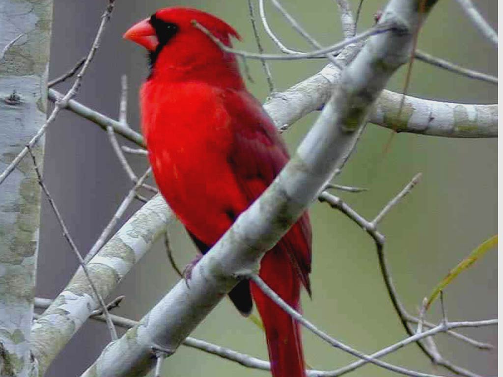 free Northern Cardinal wallpaper wallpapers download