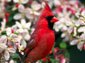 Northern Cardinal wallpaper