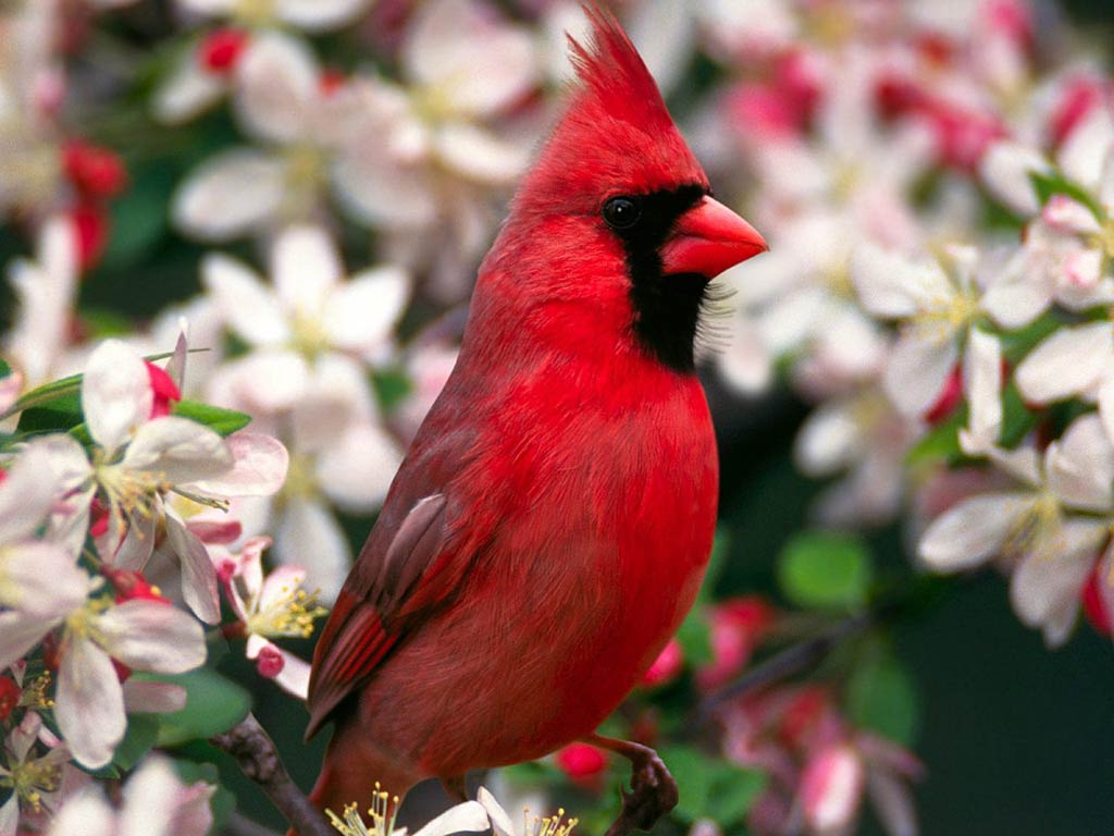 free Northern Cardinal wallpaper wallpapers download