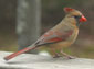 free northern cardinal wallpaper