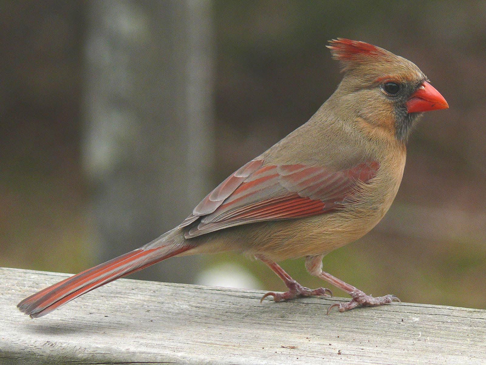 free Northern Cardinal wallpaper wallpapers download