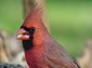 northern cardinal wallpapers